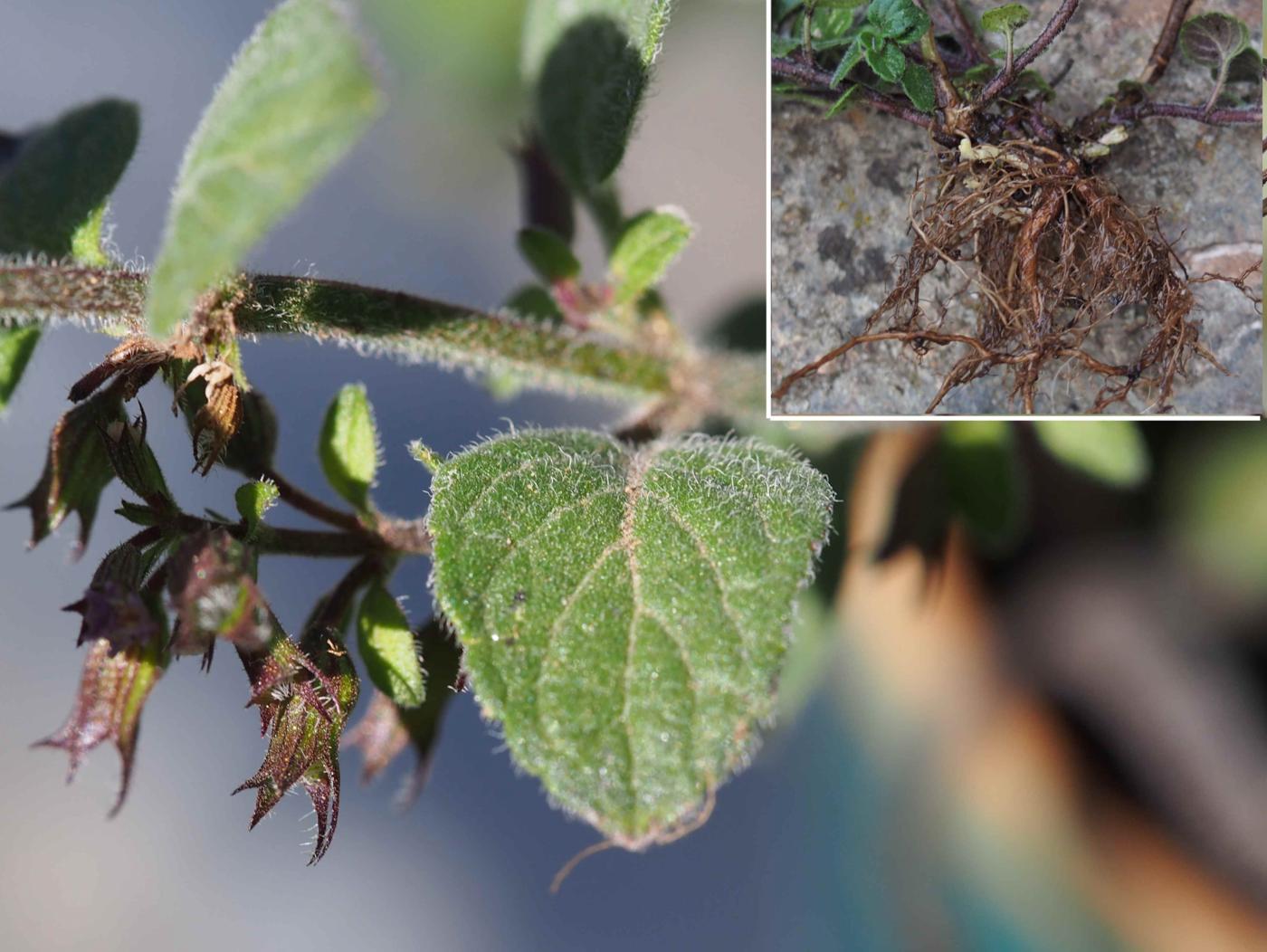 Calamint, Common leaf